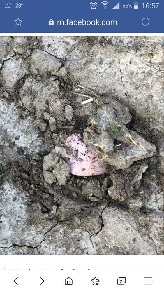 Giftköder-Giftköder-Profilbild