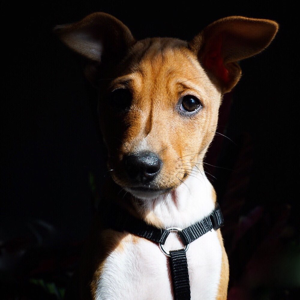 Hundetreffen-Kumpel zum toben gesucht-Profilbild