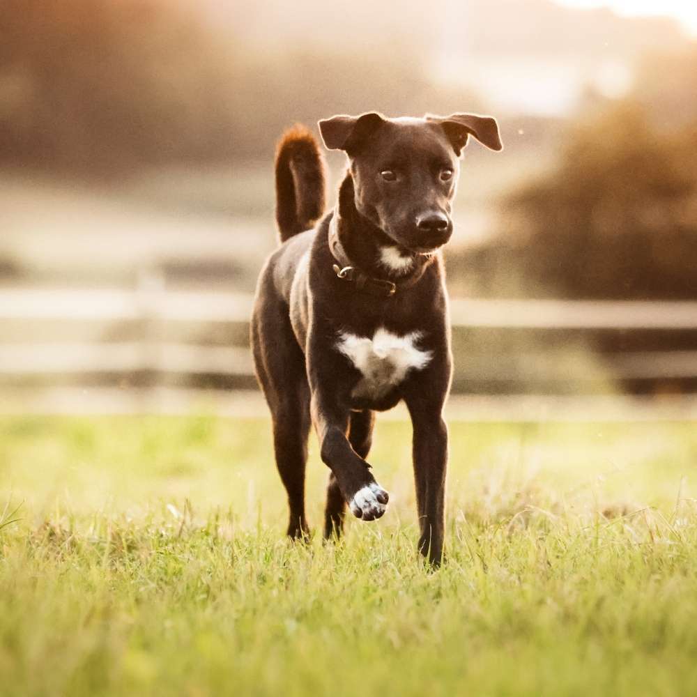 Hundetreffen-Begegnungen üben / Sozial Walk / Spazieren große Hunde-Profilbild