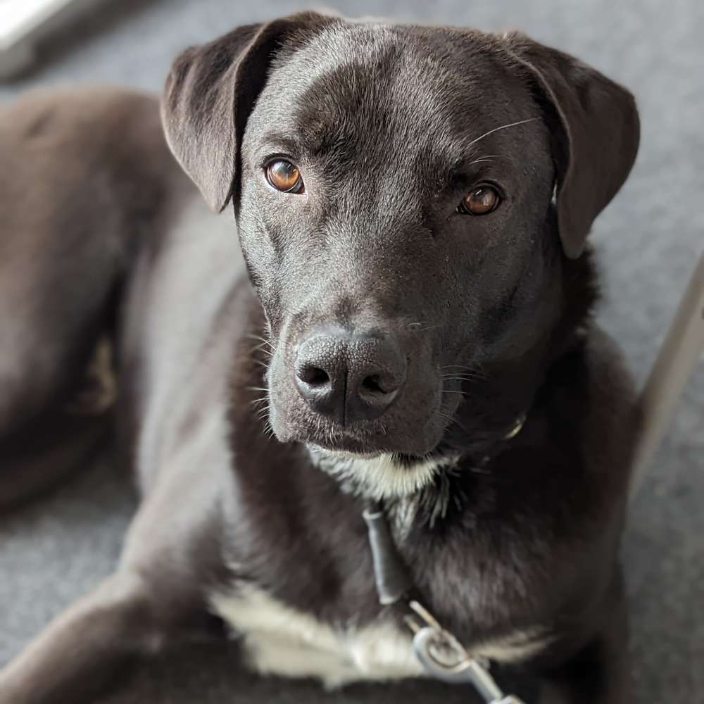 Hundetreffen-Begegnungen üben / Sozial Walk / Spazieren große Hunde-Profilbild