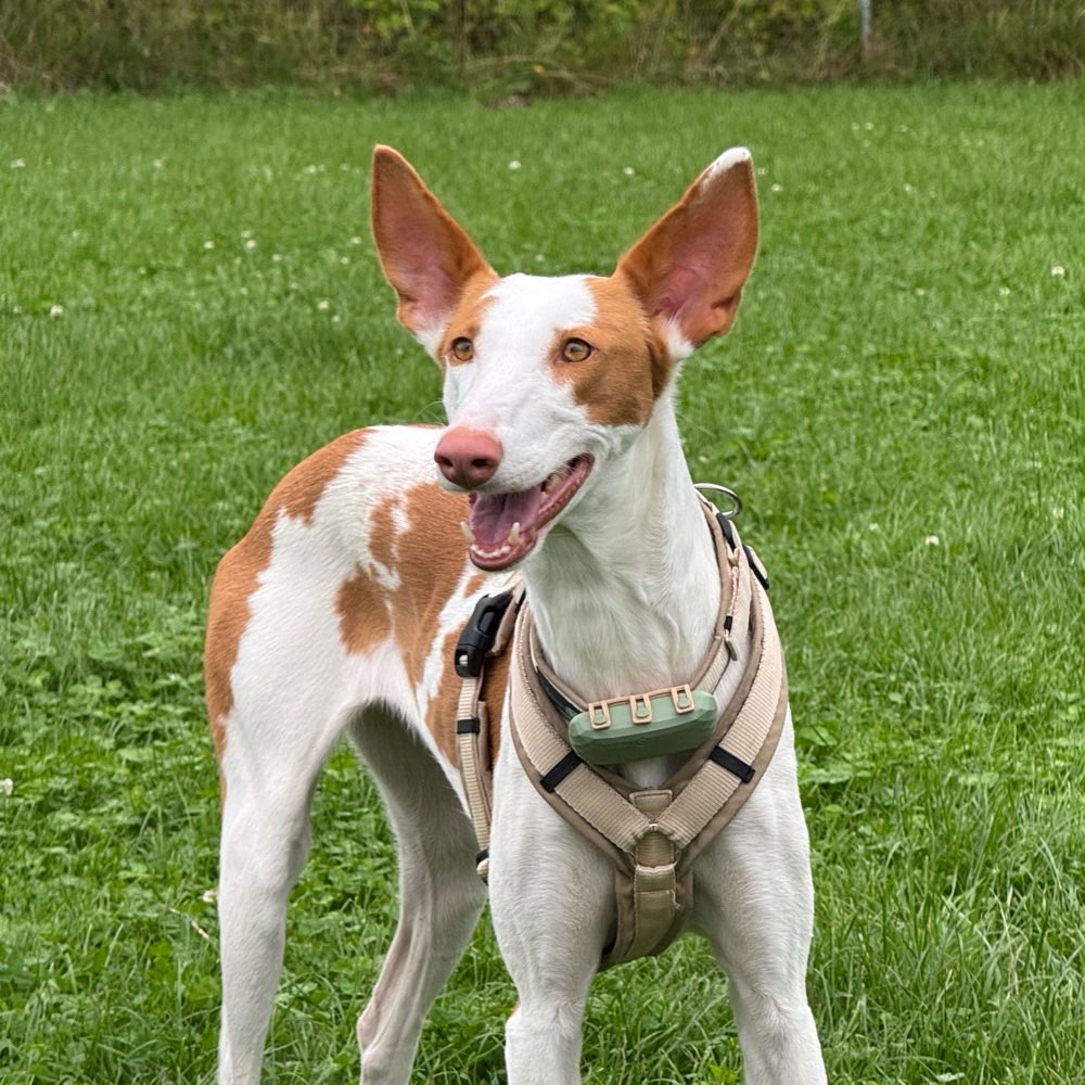 Hundetreffen-Jagdhunde-Treffen-Profilbild