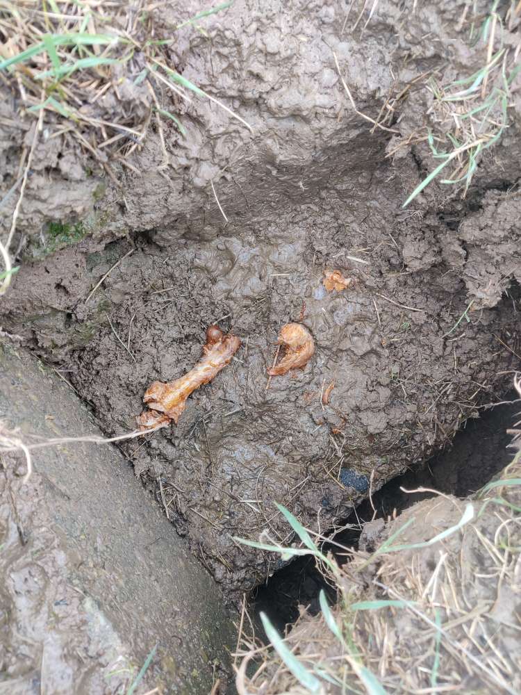 Giftköder-Eventuell Giftköder-Profilbild