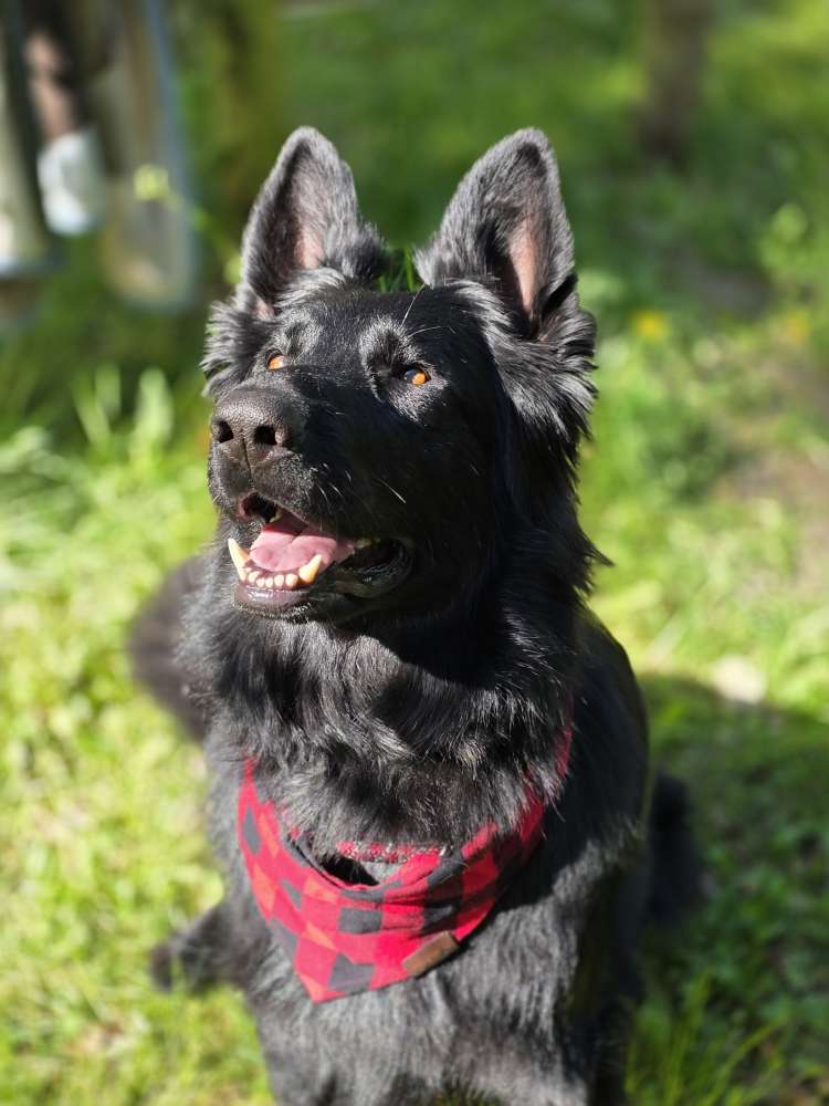 Hundetreffen-Suche gut sozialisierte Hunde zum spielen mit meiner Mable-Profilbild
