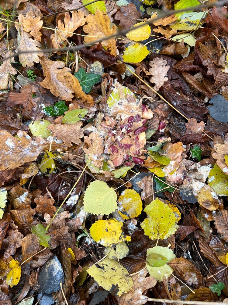 Giftköder-Möglicherweise Giftköder-Profilbild