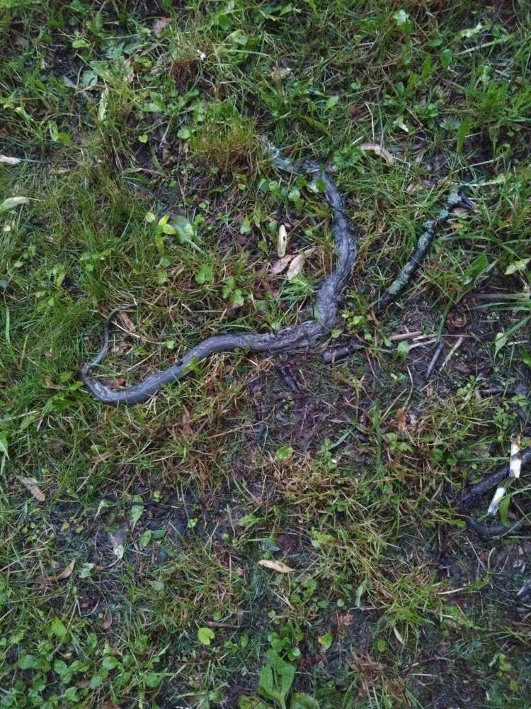 Giftköder-Tierkadaver - Schlange  (Ringelnatter)-Profilbild