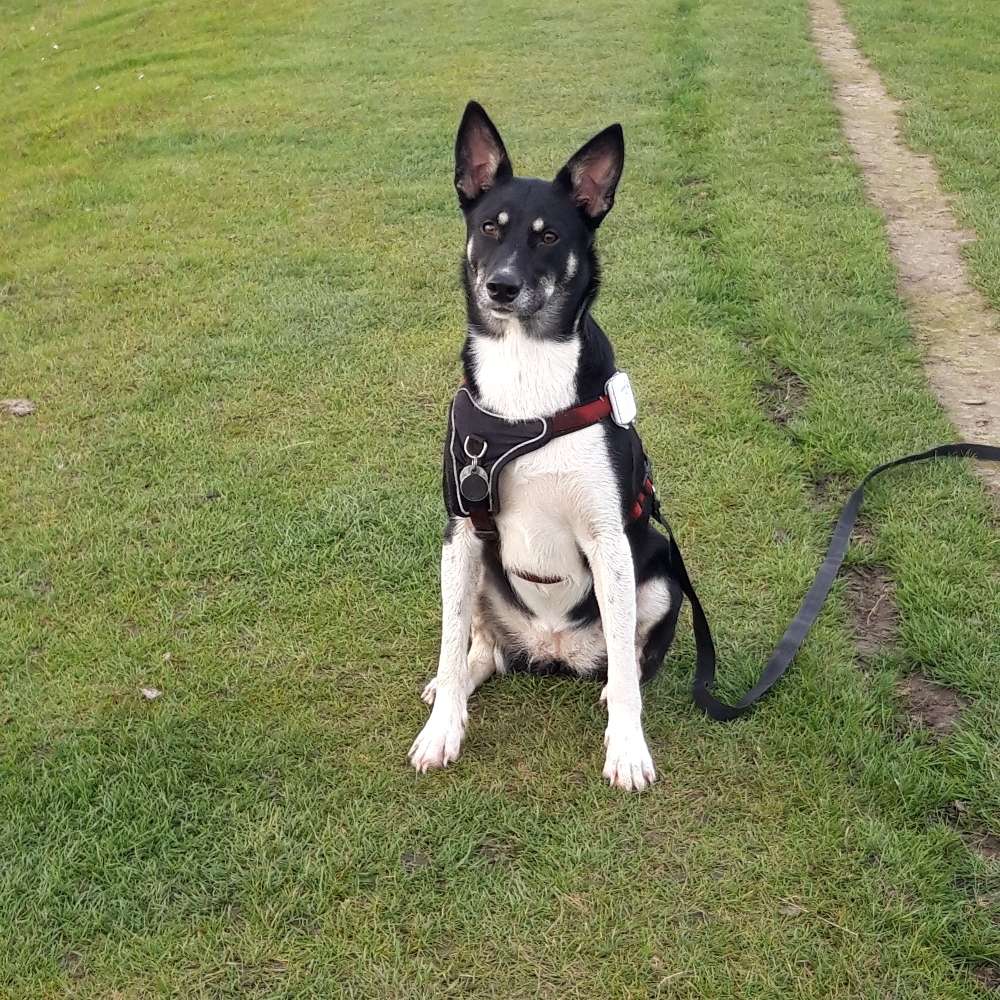 Hundetreffen-Spaziergang-Profilbild