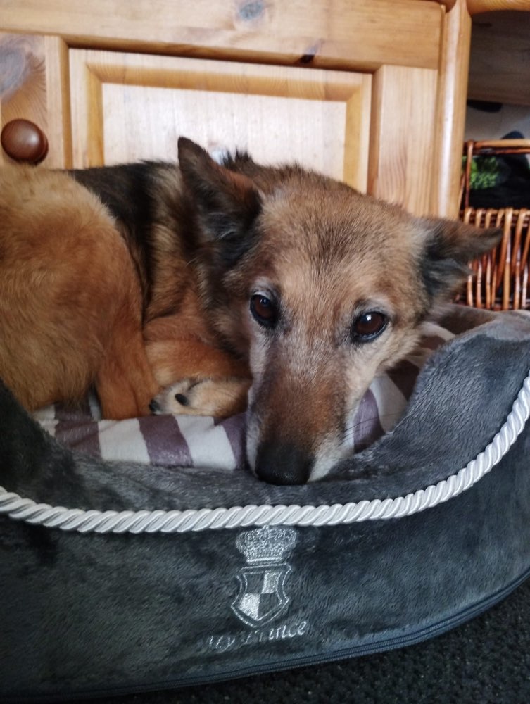 Suchmeldung-Whisky-Profilbild