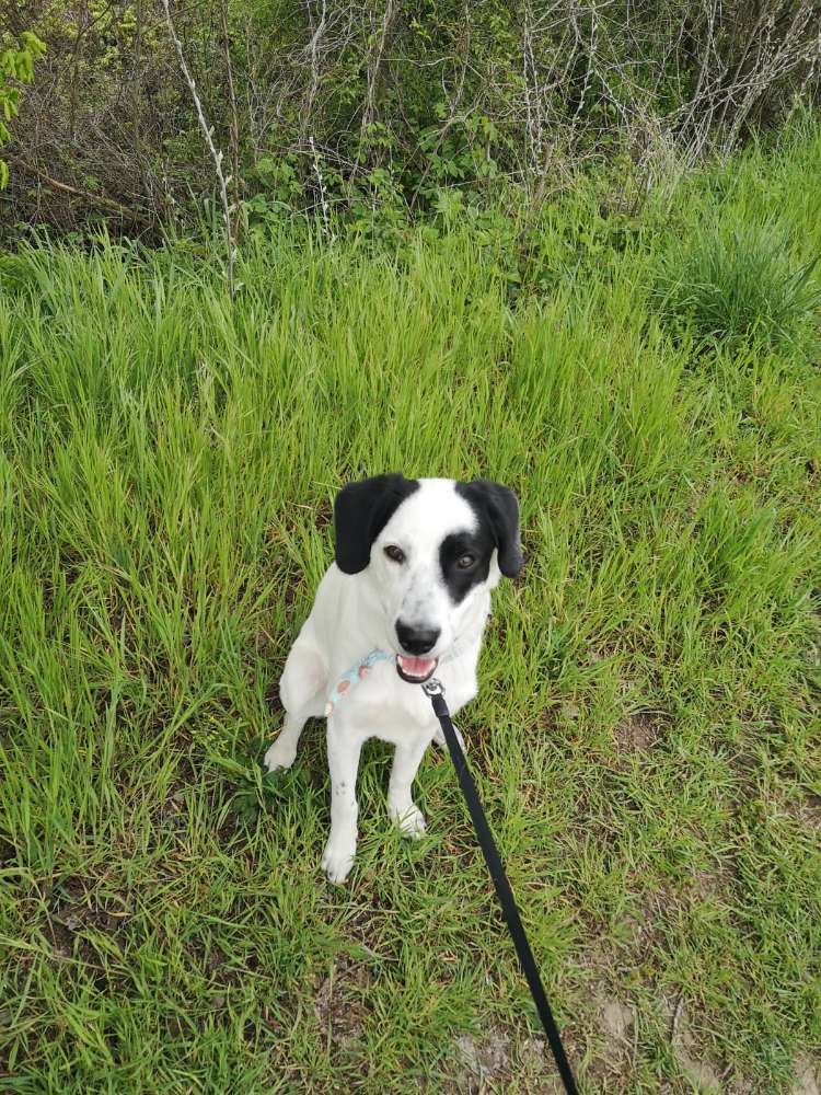 Hundetreffen-Toben in Kostheim-Profilbild