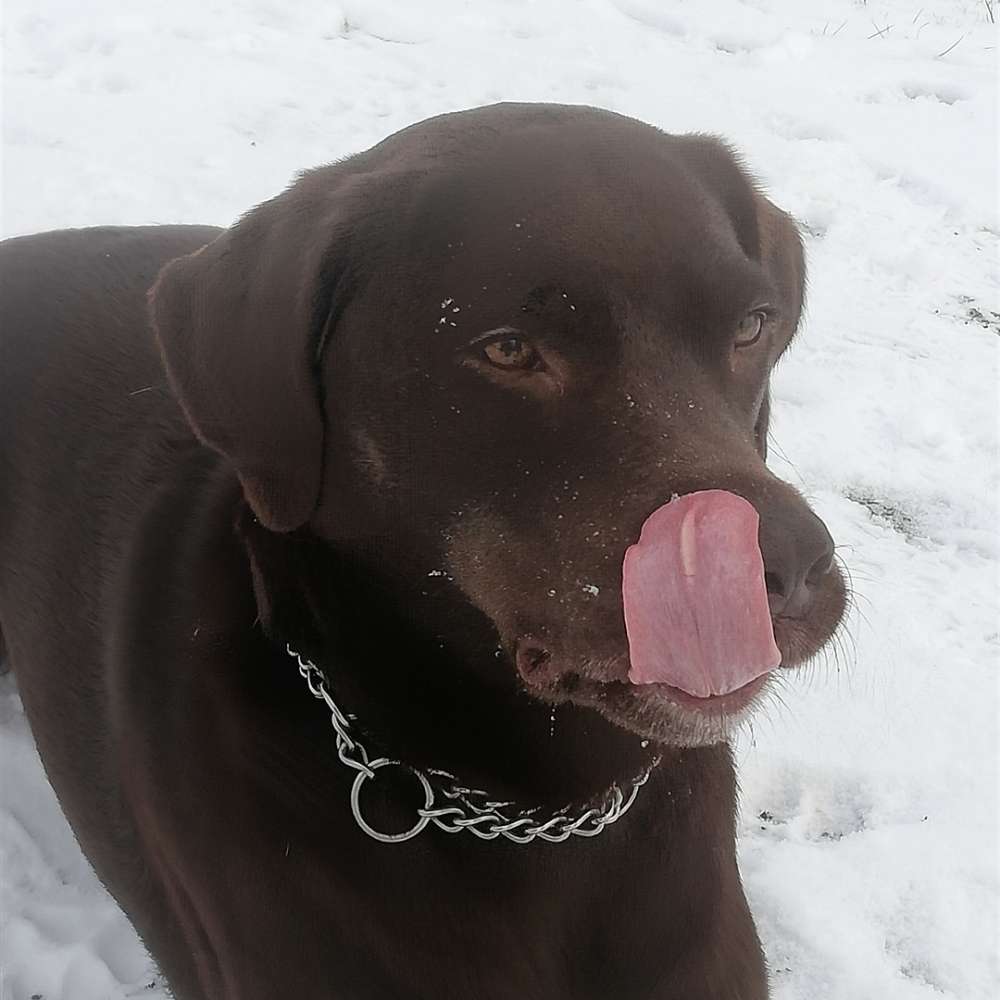 Hundetreffen-Spielfreunde gesucht-Profilbild