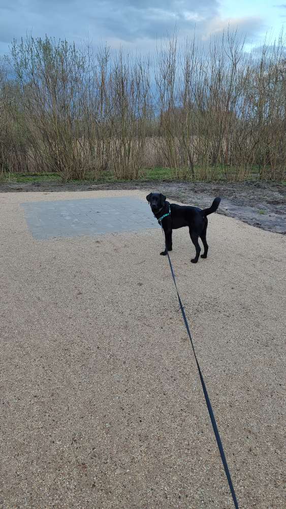 Hundetreffen-Spielkamerad/soziale Kontakte gesucht-Profilbild