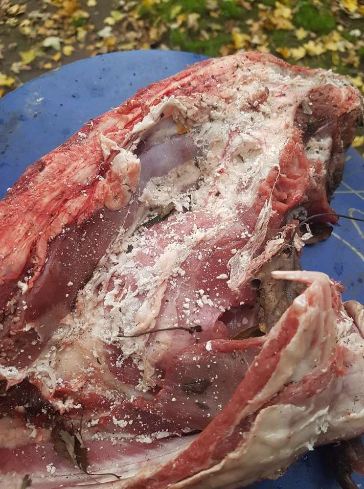 Giftköder-Giftköder-Profilbild