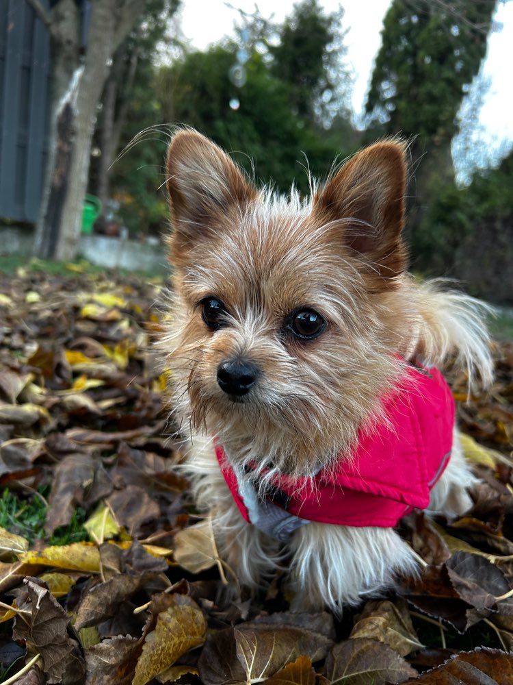 Hundetreffen-Spieltreffen/Gemütliche Gassirunde-Profilbild