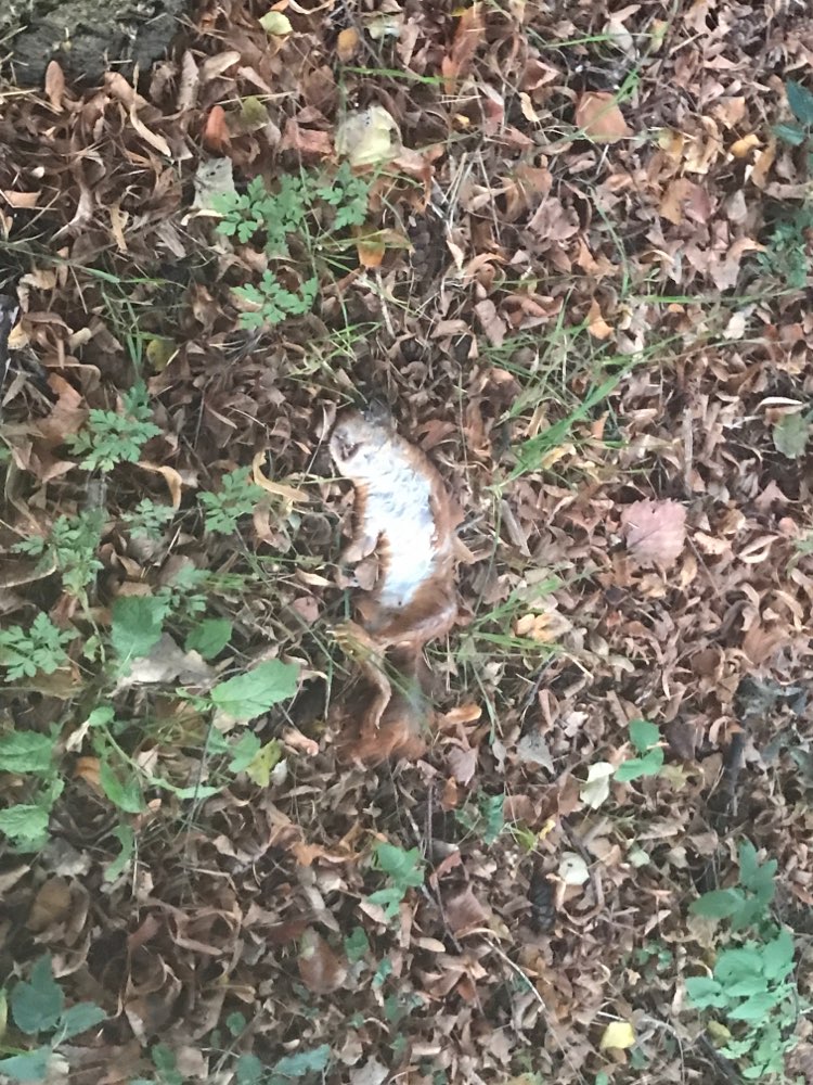 Giftköder-Ein totes Eichhörnchen mit Schrauben-Profilbild