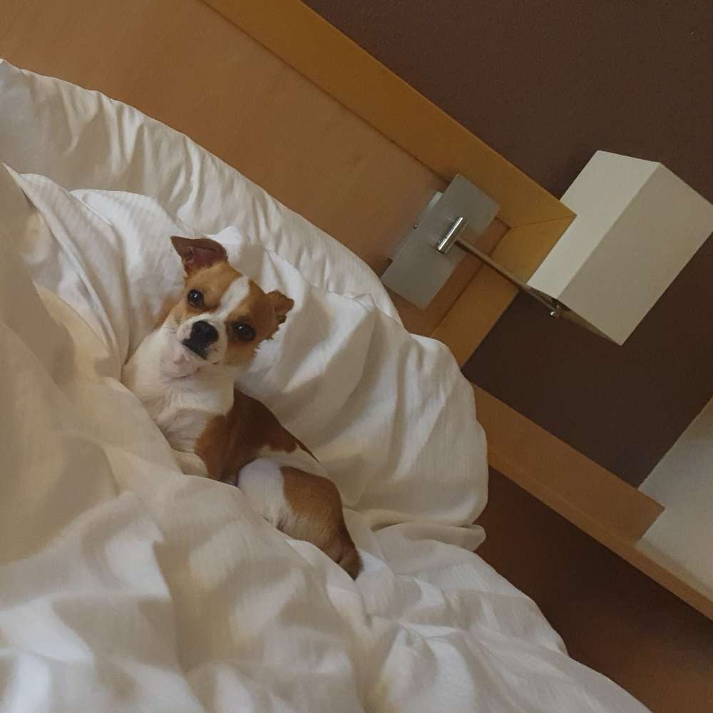 Hundetreffen-hundetreffen in Gotha-Profilbild