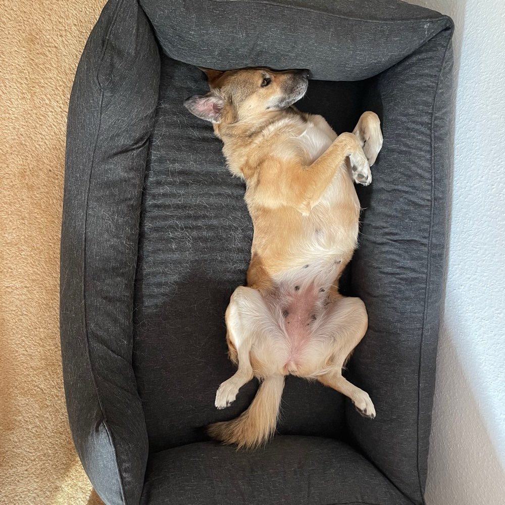 Hundetreffen-Gemeinsam Spazieren gehen-Profilbild