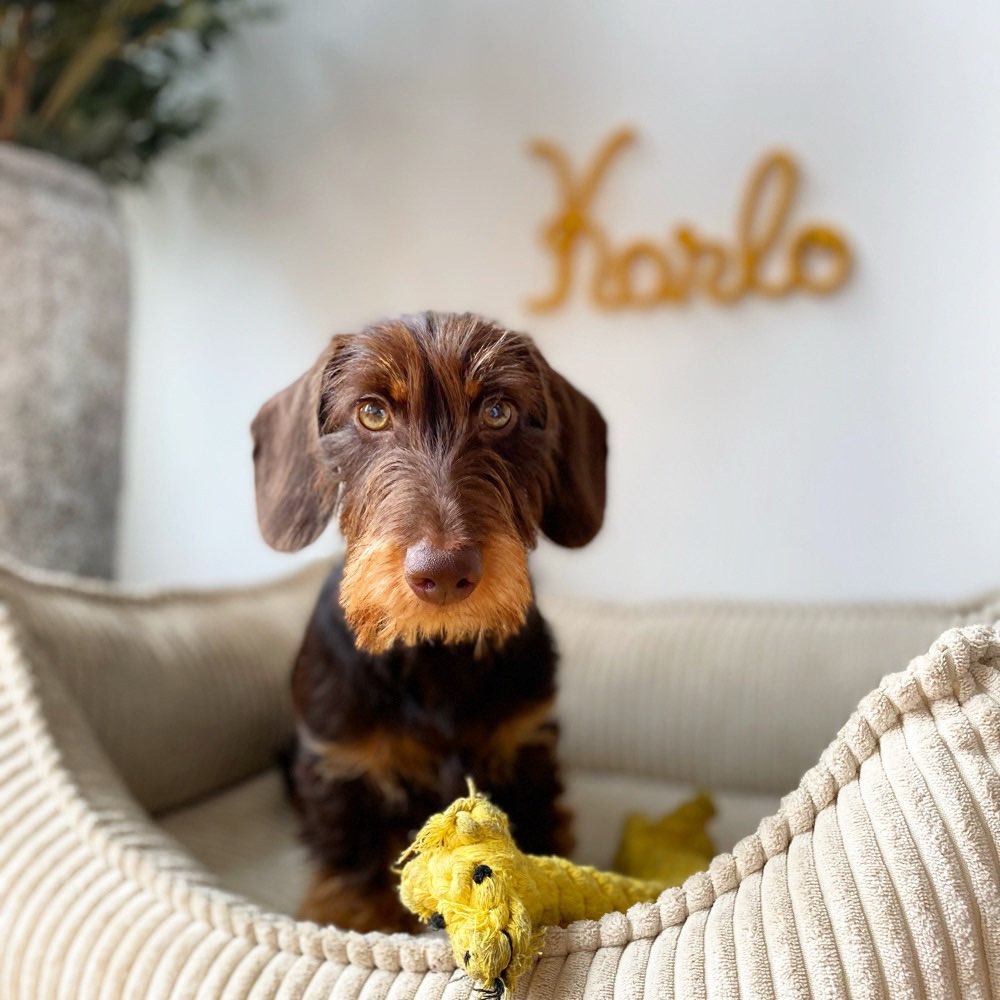 Hundetreffen-Dackeltreffen in Prenzlberg-Profilbild