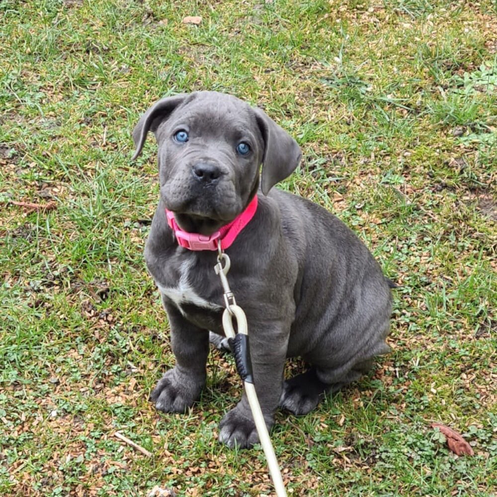 Hundetreffen-Souveräne Hunde für Social Walk gesucht-Profilbild