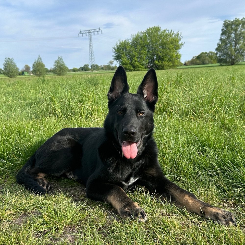 Hundetreffen-Welpentreffen/ Nette Hunde-Profilbild