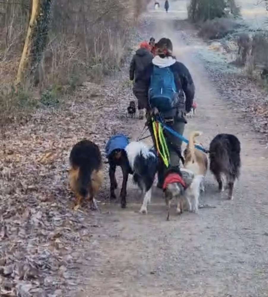 Hundetreffen-Gassi, Sport, Training etc.-Profilbild