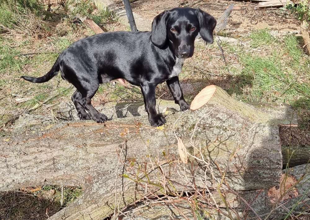 Hundetreffen-Kennenlernen-Profilbild