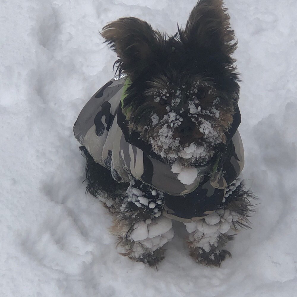 Hundetreffen-Lui sucht einen besten Freund oder Freundin🔎-Profilbild