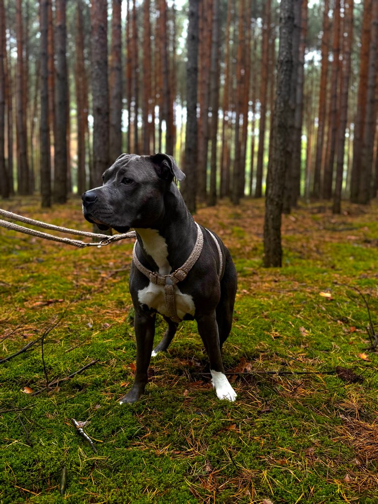 Hundetreffen-Gassi Partner-Profilbild