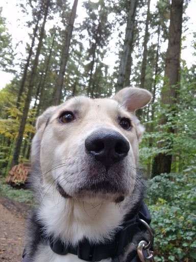 Hundetreffen-Ruhige Gassirunde in Eisingen-Profilbild