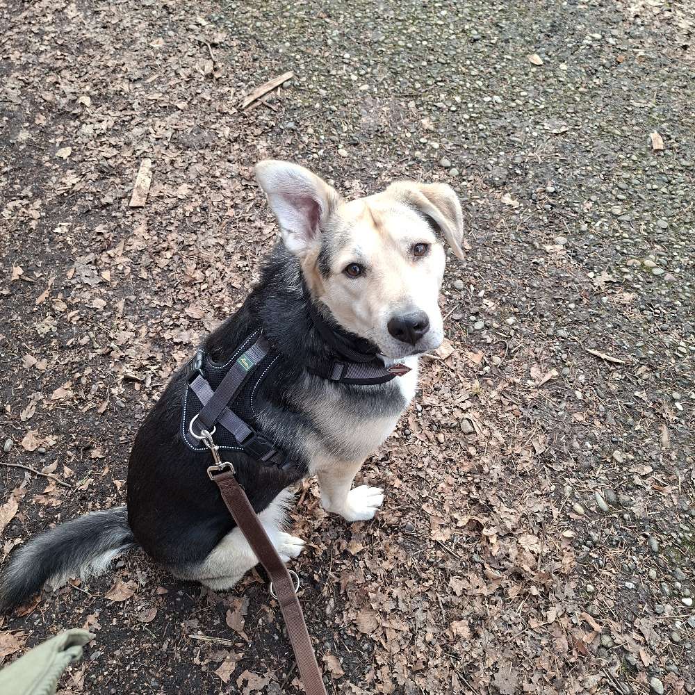 Hundetreffen-Gassirunde in Eisingen Waldspaziergang-Profilbild