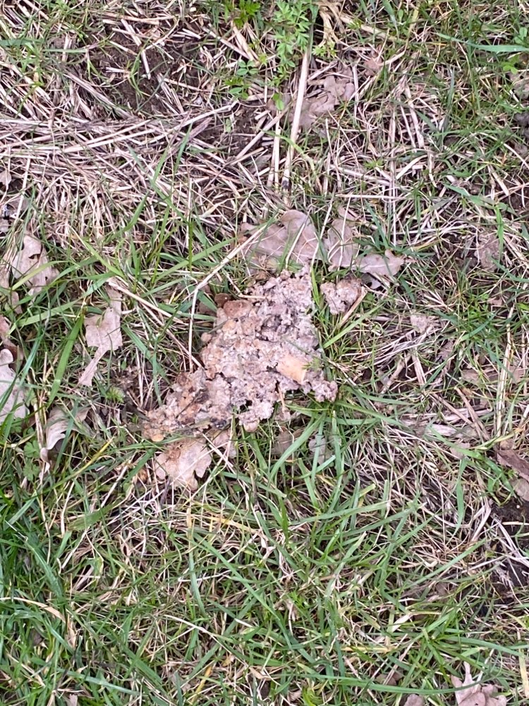 Giftköder-Möglicher Giftköder-Profilbild