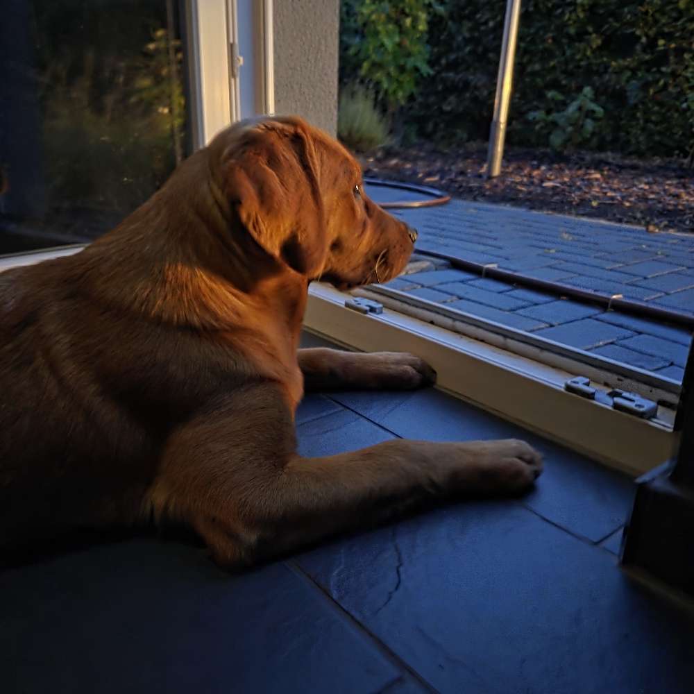 Hundetreffen-Junghunde Treffen Spielen in Flensburg gesucht-Profilbild