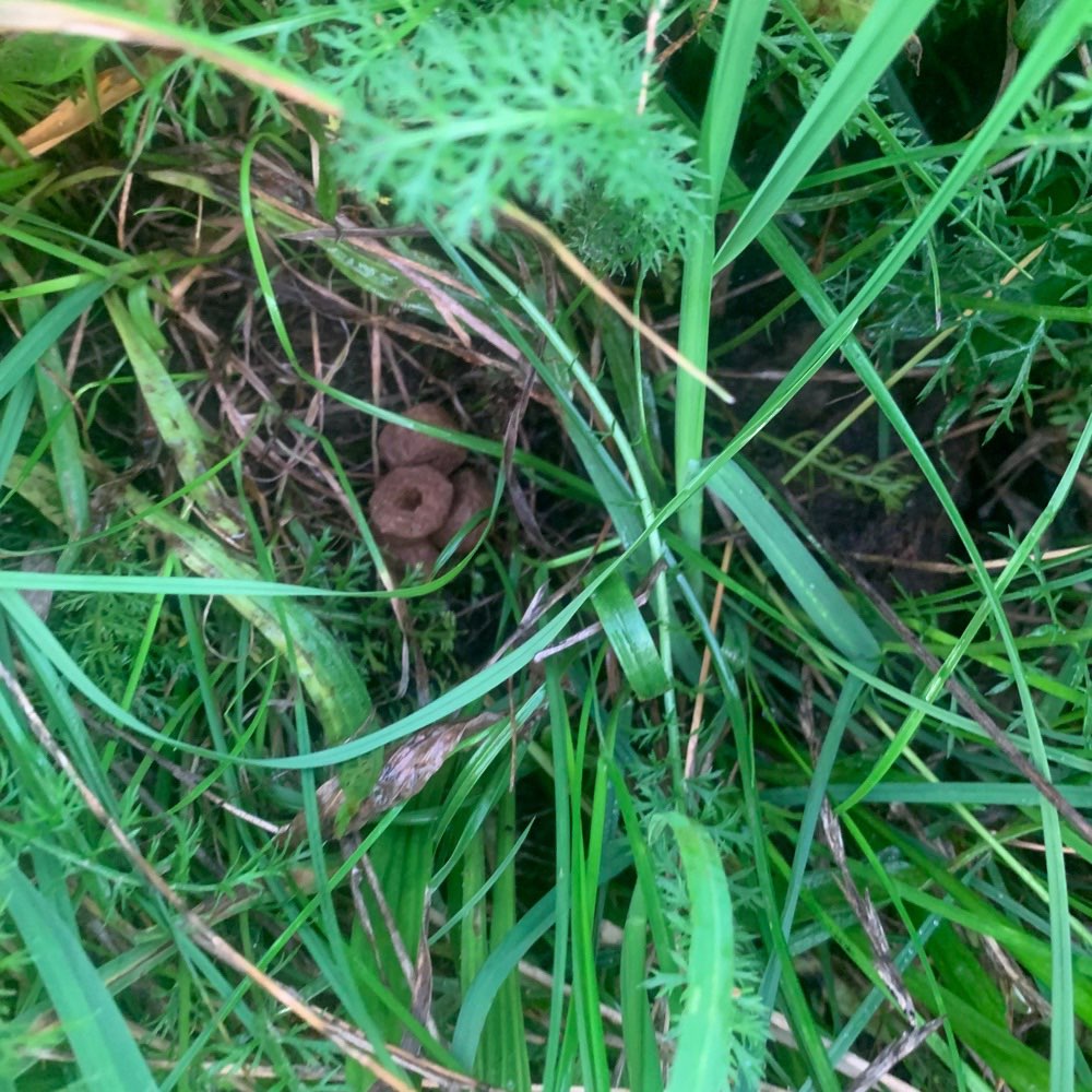 Giftköder-Giftköder ?-Profilbild