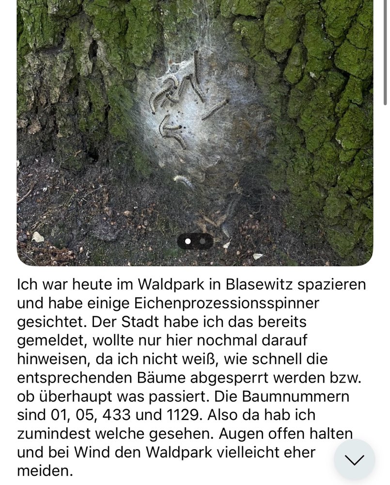Giftköder-Eichenprozessionsspinner im Waldpark-Profilbild