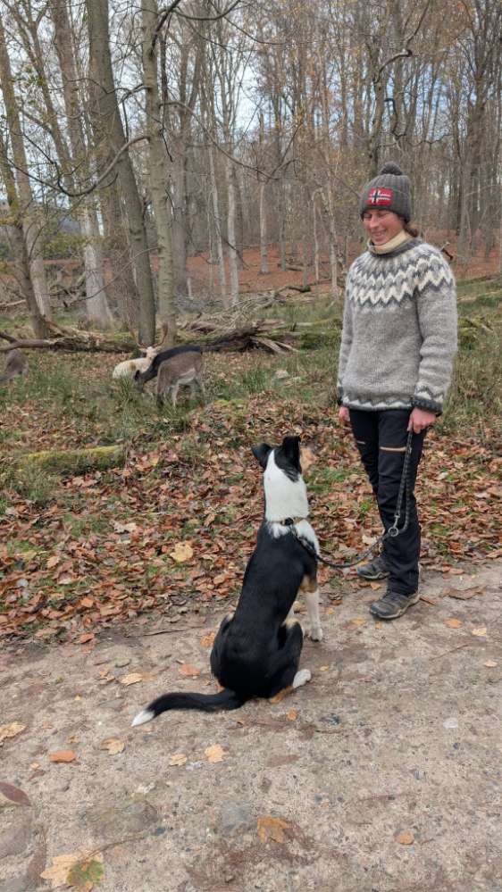 Hundetreffen-Trainingspartner gesucht-Profilbild