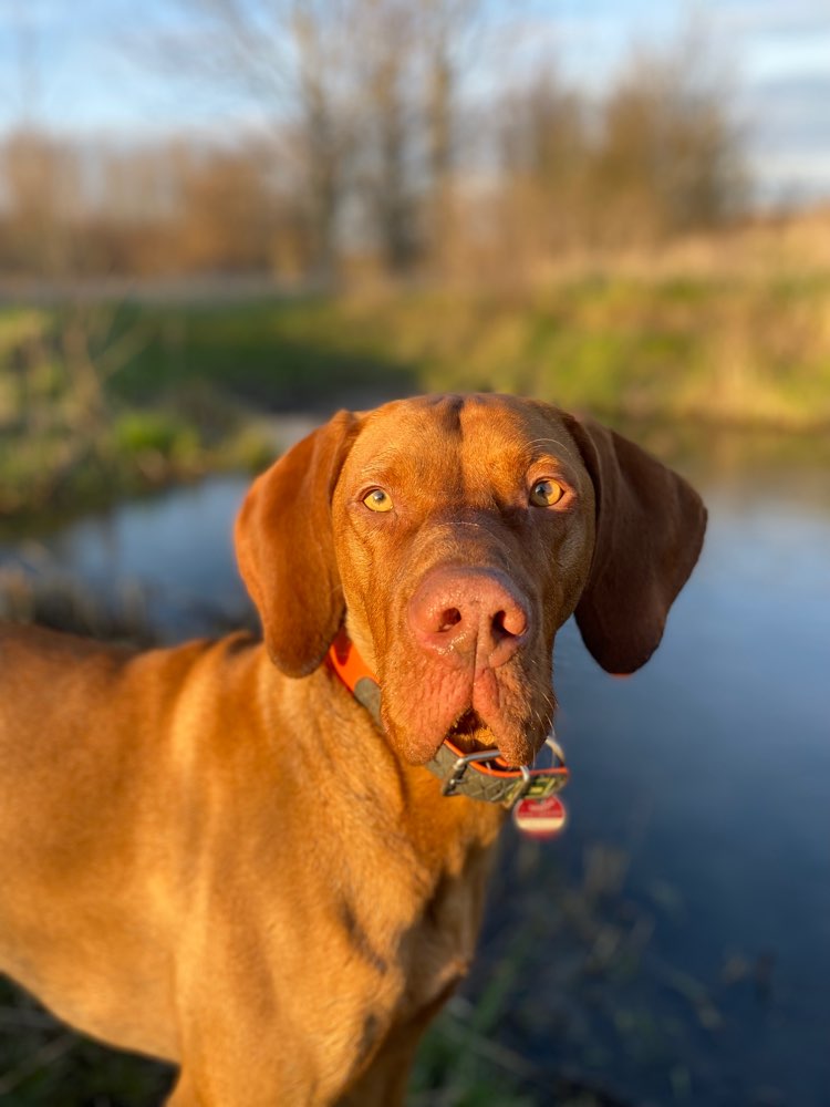 Hundetreffen-Spielen-Profilbild