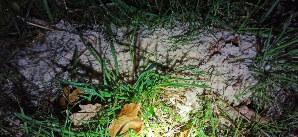 Giftköder-Weißbraunes Pulver im Kleinen Park-Profilbild