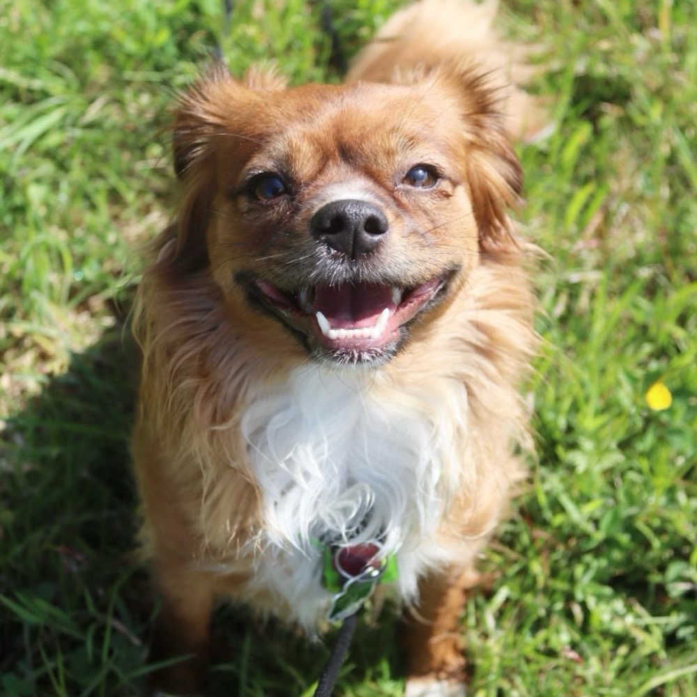 Hundetreffen-Treffen Im linden 🥰-Profilbild