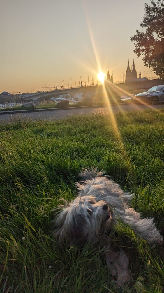 Hundetreffen-Social Walk und Play Date für kleine Hunde-Profilbild