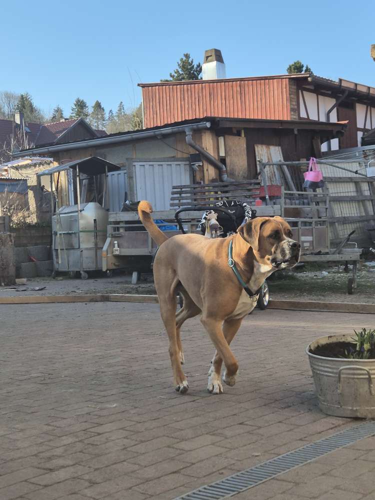 Hundetreffen-Gassirunde-Profilbild