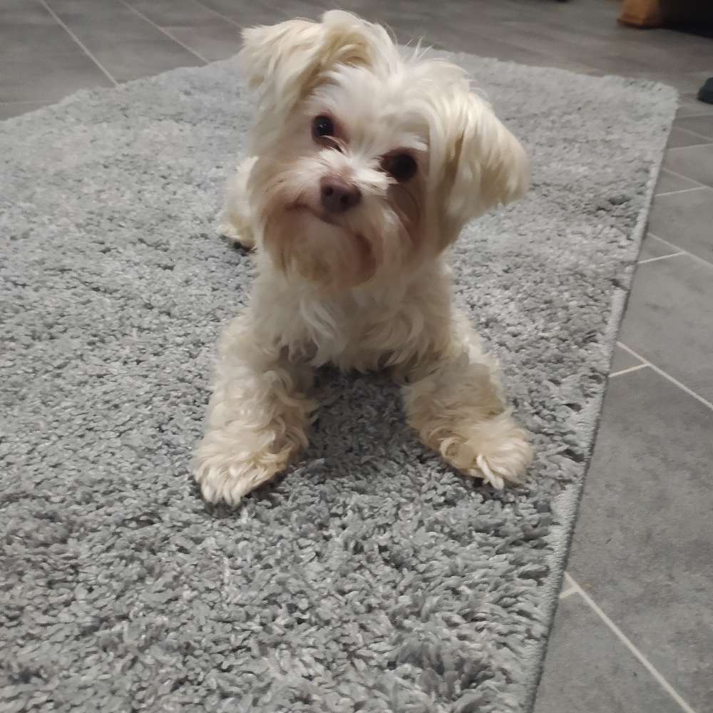 Hundetreffen-Gassi und spielen-Profilbild