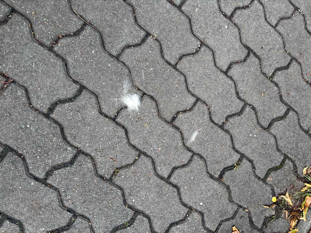 Giftköder-Watteähnliche Substanz in Winzerla-Profilbild