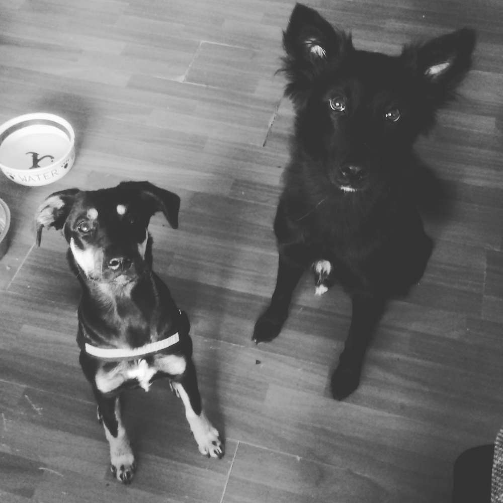 Hundetreffen-Wlepentreff Mönchengladbach-Profilbild