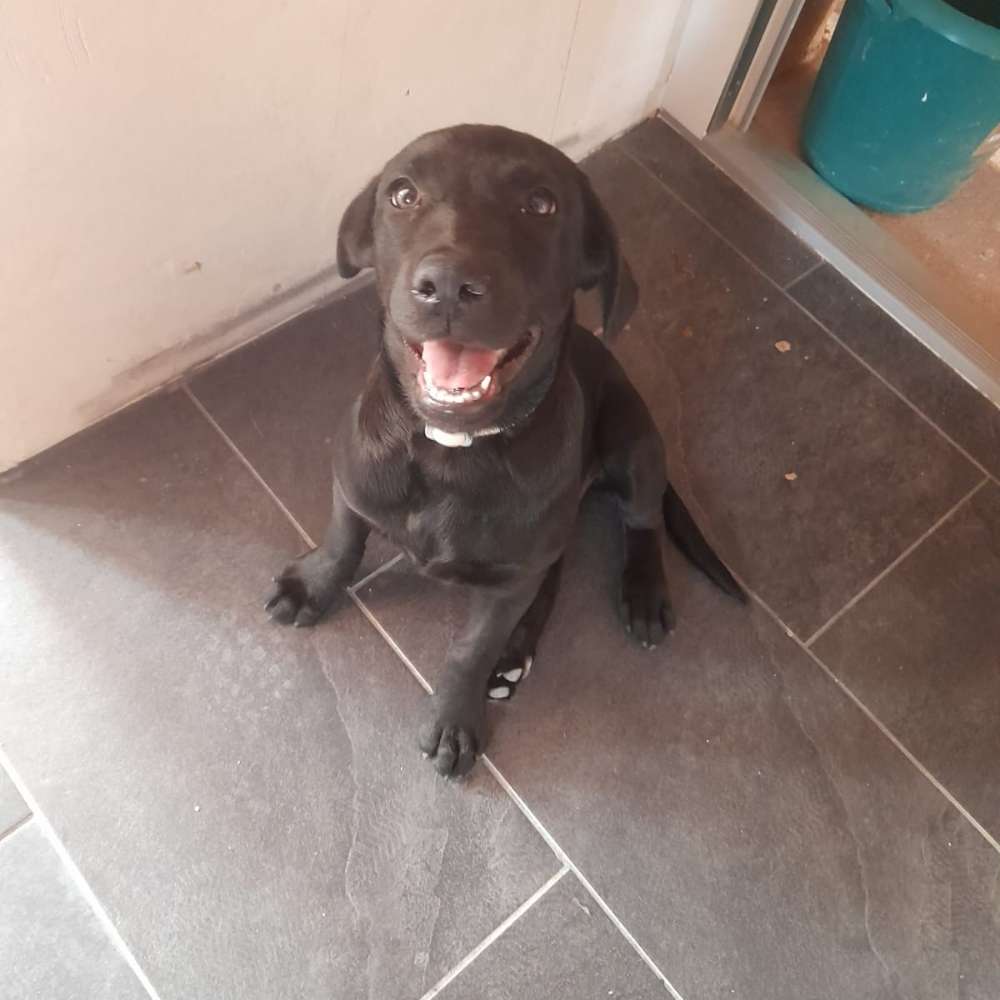 Hundetreffen-Gassi und Spielrunde-Profilbild