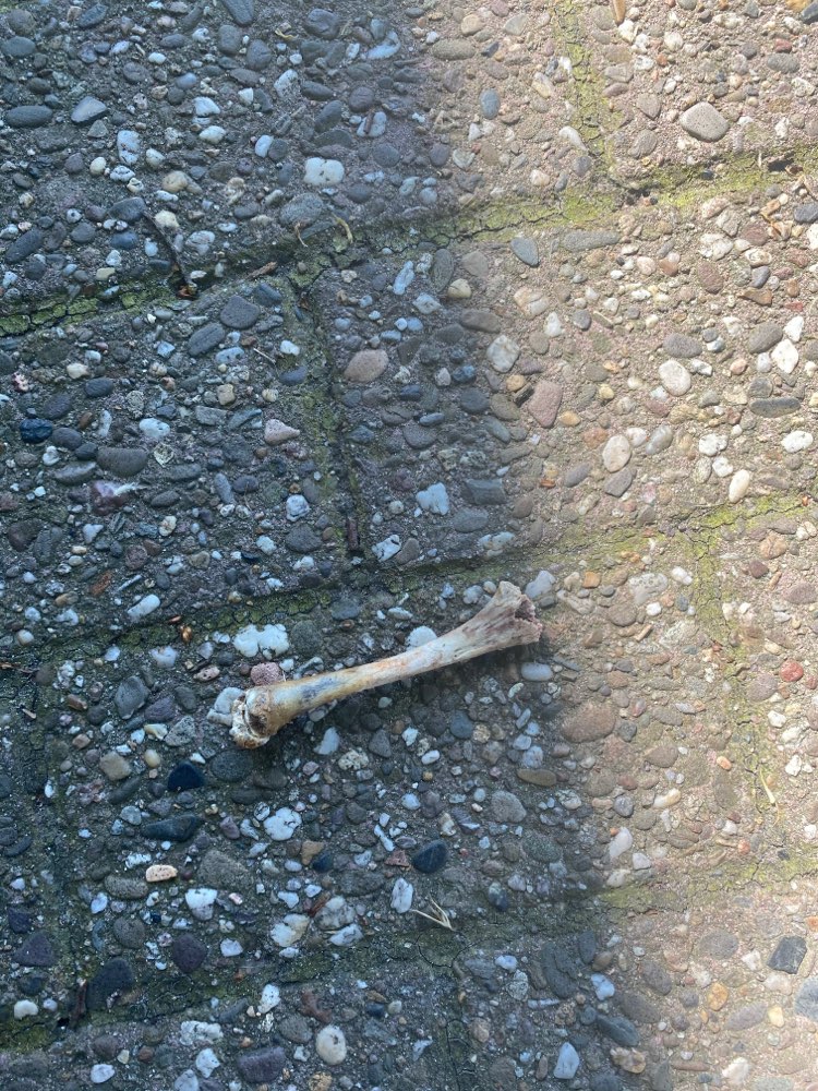 Giftköder-Knochen-Profilbild