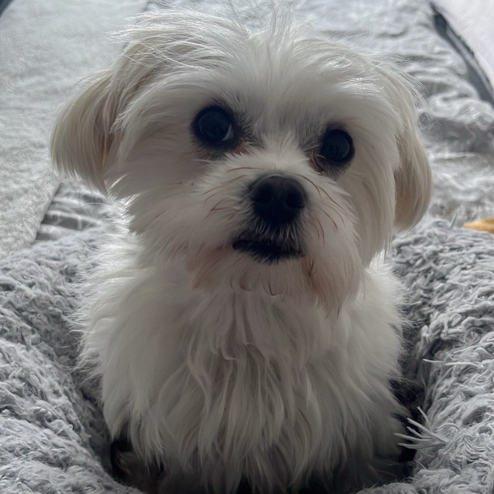 Hundetreffen-Hundetreffen zum Spielen, Trainieren oder Spazieren-Profilbild