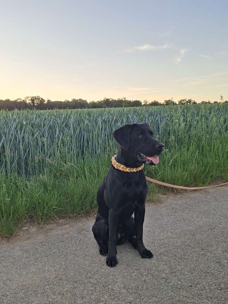 Hundetreffen-Gemeinsamer Spaziergang und Playdate-Profilbild