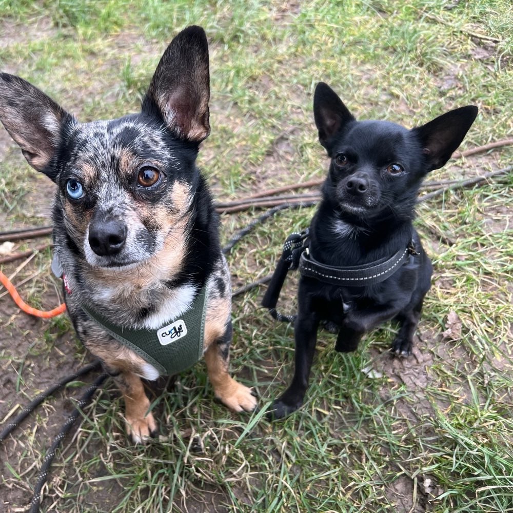 Hundetreffen-Gassi Runde oder Treffen auf der Hundewiese-Profilbild
