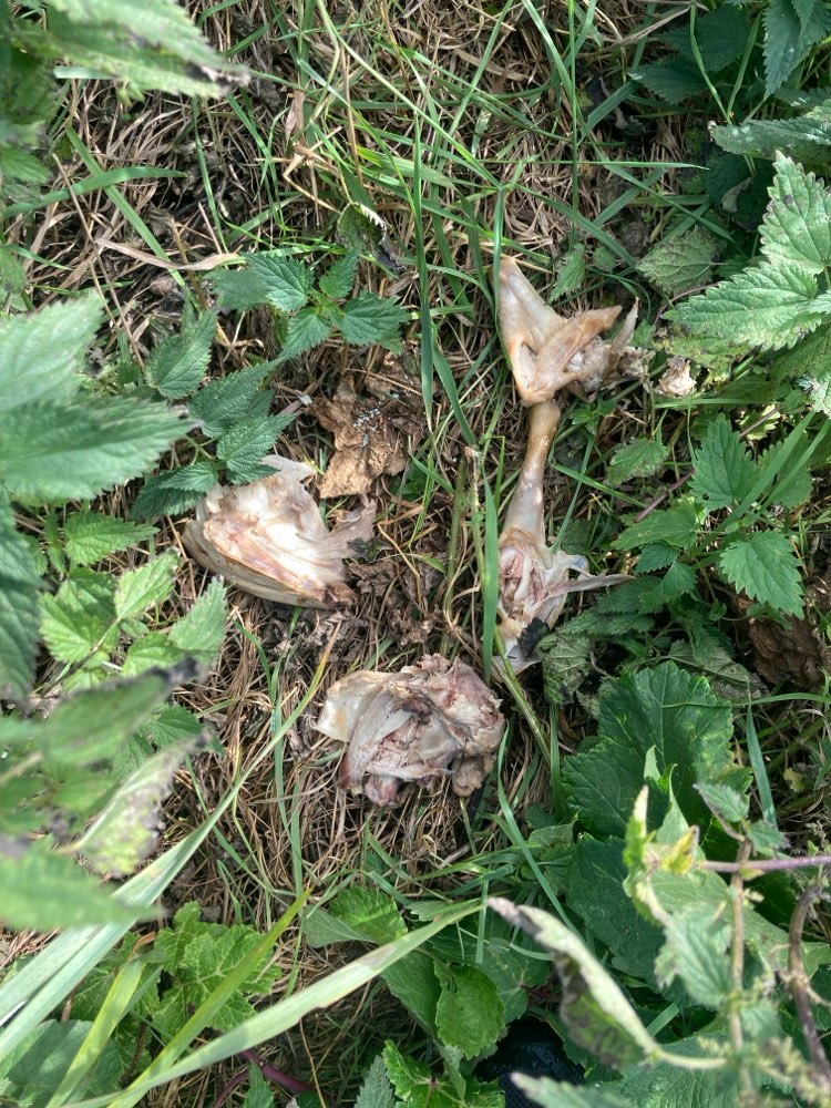 Giftköder-Gekochtes Huhn/Hähnchen-Profilbild