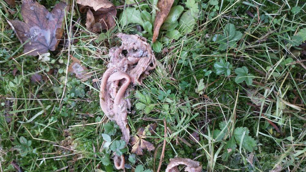 Giftköder-Evtl. Giftköder-Profilbild