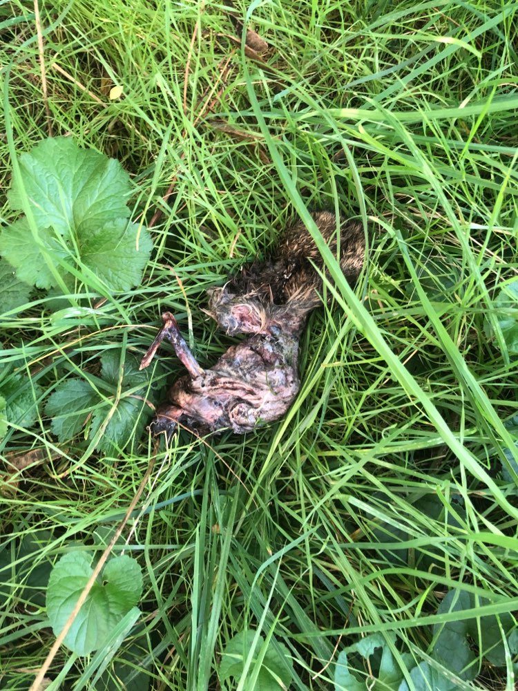 Giftköder-Totes Tier (Eichhörnchen?)-Profilbild