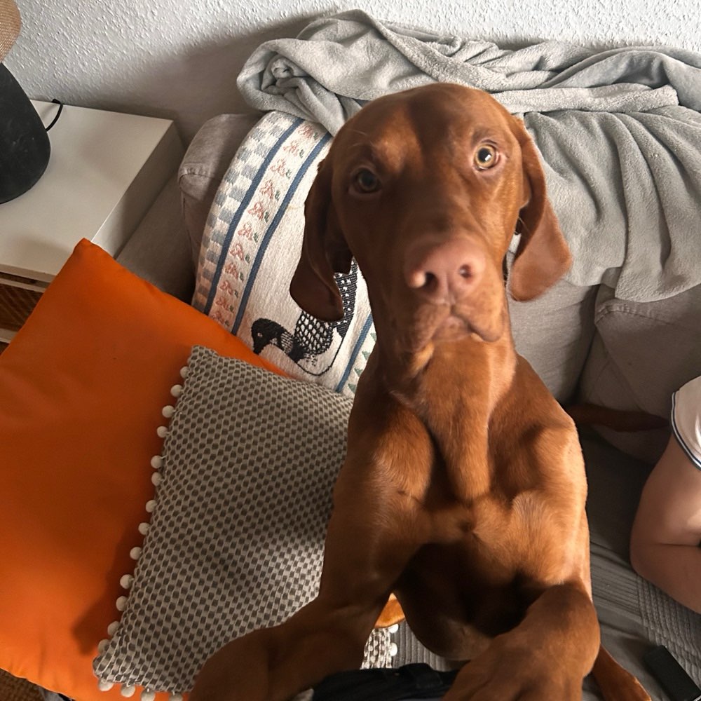 Hundetreffen-Spiel/Gassirunde-Profilbild